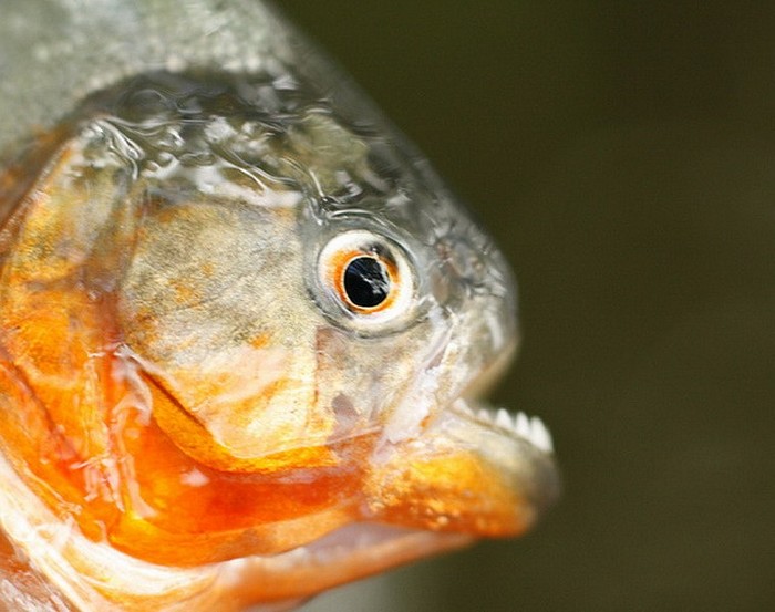 EN IMAGES: les poissons horribles (8)