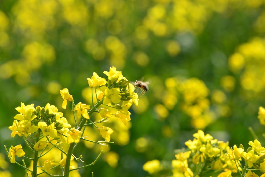 Le 22 janvier 2013, une abeille vole au-dessus des fleurs de colza à Luoping du Yunnan en Chine. (Xinhua/Mao Hong)