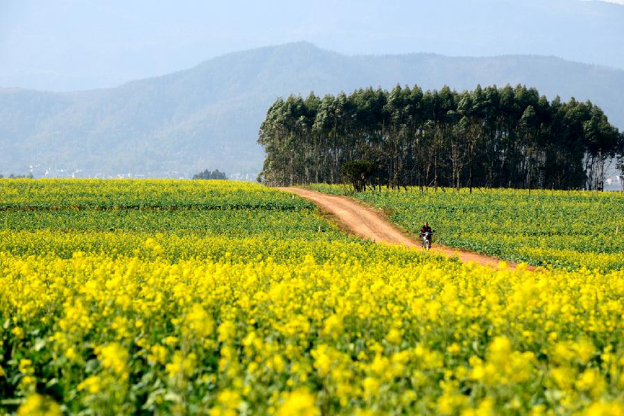 Photo prise le 22 janvier 2013 qui nous montre la ? mer de fleurs de colza ? à Luoping du Yunnan en Chine. (Xinhua/Mao Hong)