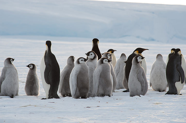 Antarctique : à la découverte d'une colonie de manchots empereurs (3)