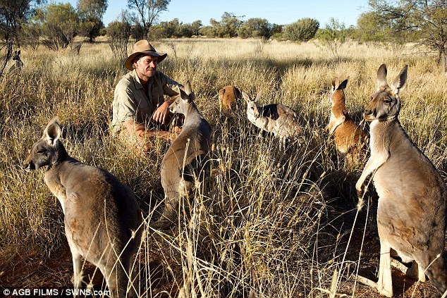 L'Australien Chris Barnes et son orphelinat de kangourous (5)