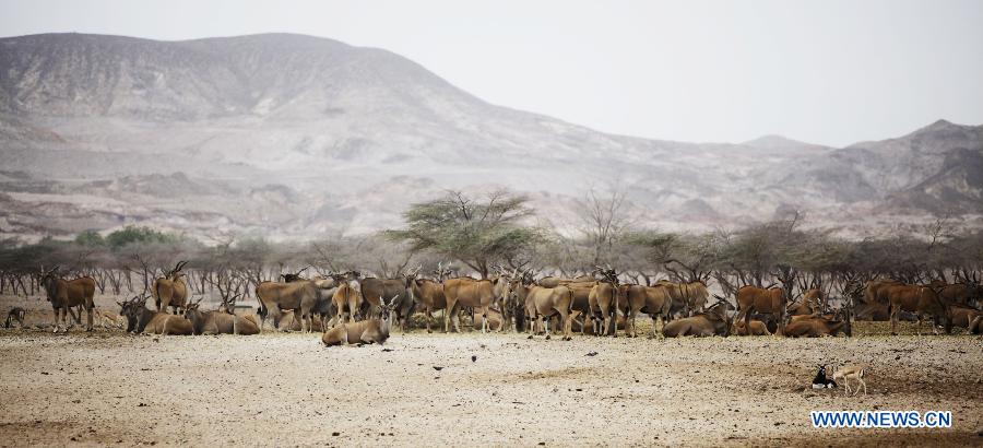 L'?le Sir Bani Yas, un paradis pour des animaux sauvages aux Emirats arabes unis (5)