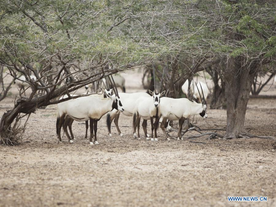 L'?le Sir Bani Yas, un paradis pour des animaux sauvages aux Emirats arabes unis (6)