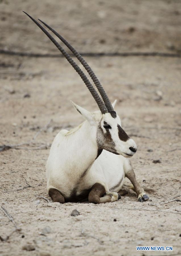 L'?le Sir Bani Yas, un paradis pour des animaux sauvages aux Emirats arabes unis (7)