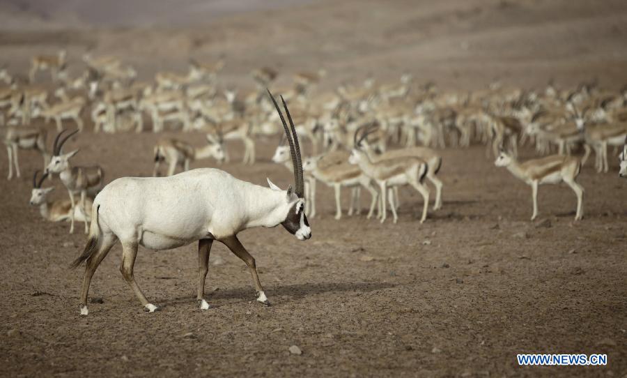 L'?le Sir Bani Yas, un paradis pour des animaux sauvages aux Emirats arabes unis (3)