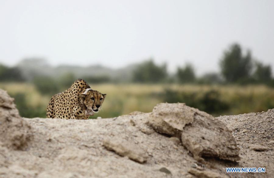 L'?le Sir Bani Yas, un paradis pour des animaux sauvages aux Emirats arabes unis (2)