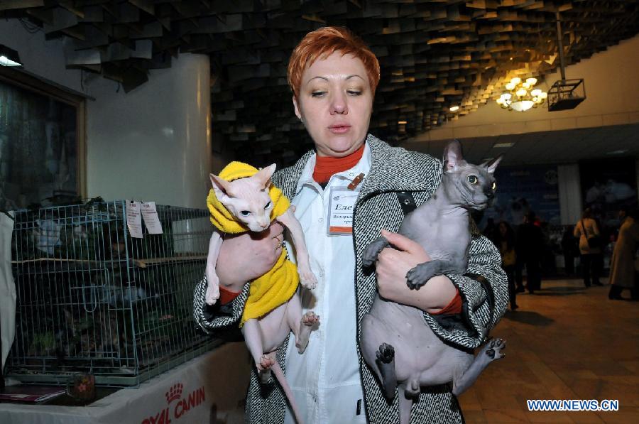 Deux chats sont exposés au Salon International de Chats à Bichkek, au Kirghizistan, le 16 février 2013. (Xinhua / Roman)