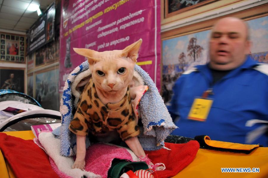 Un chat est exposé au Salon International de Chats à Bichkek, au Kirghizistan, le 16 février 2013. (Xinhua / Roman)