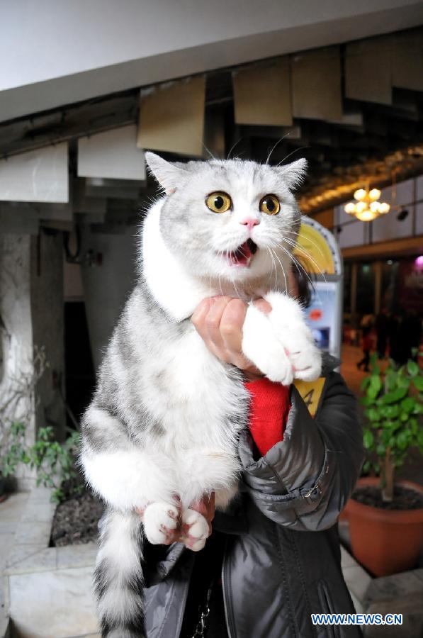 Un chat est exposé au Salon International de Chats à Bichkek, au Kirghizistan, le 16 février 2013. (Xinhua / Roman)