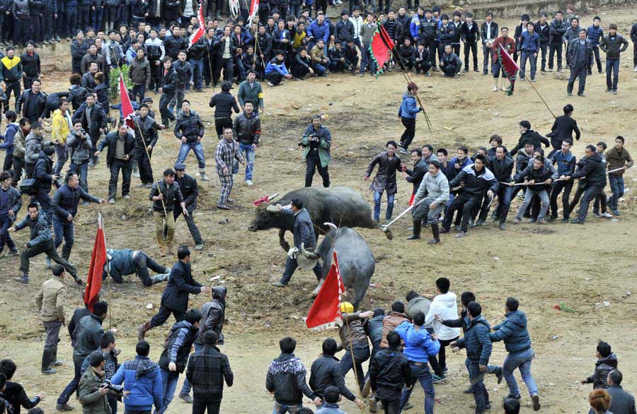 Un taureau course des villageois lors d'une corrida dans la Préfecture autonome Miao et Dong de Qiandongnan, dans la Province du Guizhou, dans le Sud-ouest de la Chine, le 14 février 2013. [Photo Chen Peiliang / China Daily]