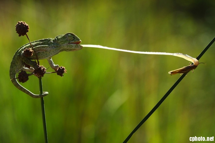 Les ?uvres sélectionnées pour le concours Sony World Photography Awards 2013 (15)