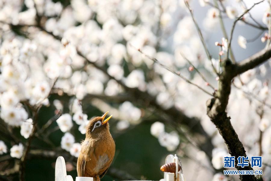 Le printemps est arrivé! (2)