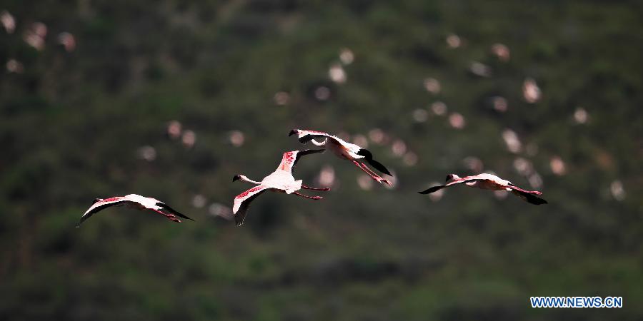 EN IMAGES: Lac Bogoria, un paradis pour des flamants (6)