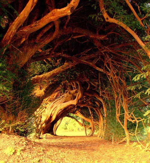 Un tunnel d'ifs du parc d'Aberglasney, en Grande-Bretagne