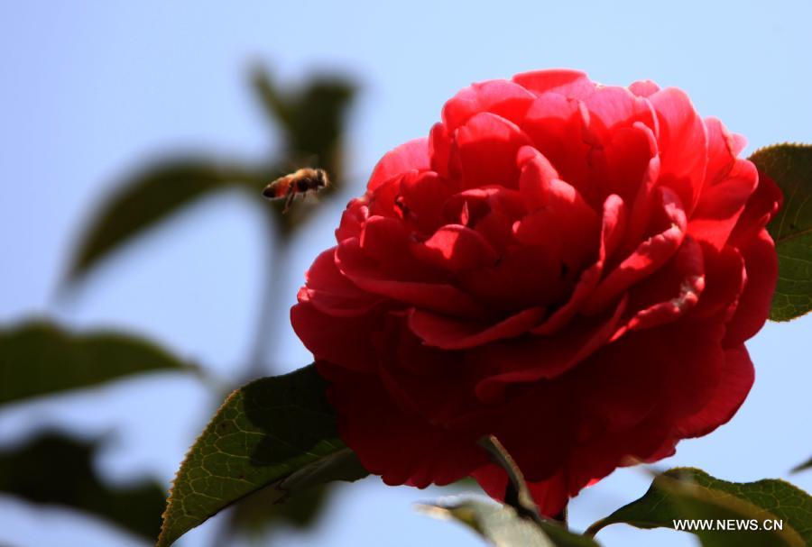 Des fleurs de camélia s'épanouissent dans la ville de Huangshan