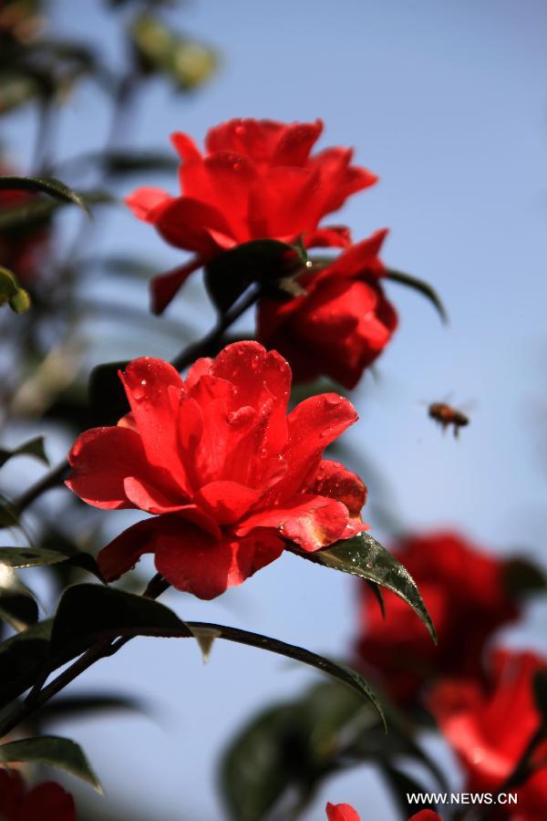 Des fleurs de camélia s'épanouissent dans la ville de Huangshan (3)