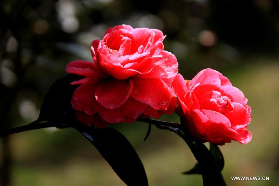 Des fleurs de camélia s'épanouissent, le 5 mars 2013, à Huangshan dans la province de l'Anhui de l'Est de la Chine. [Xinhua/Shi Guangde]