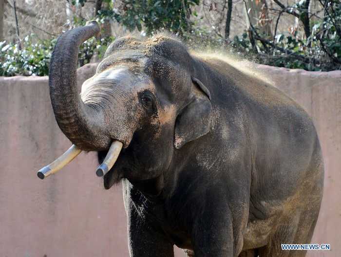 Un éléphant profite du soleil au zoo de Hanovre, en Allemagne, le 6 mars 2013.