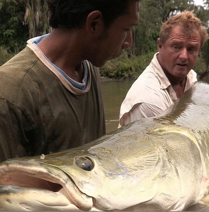 Un britannique pêche un arapa?ma géant de 113kg (2)