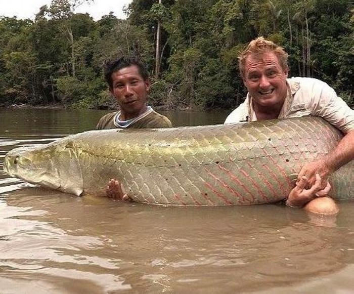 Un britannique pêche un arapa?ma géant de 113kg