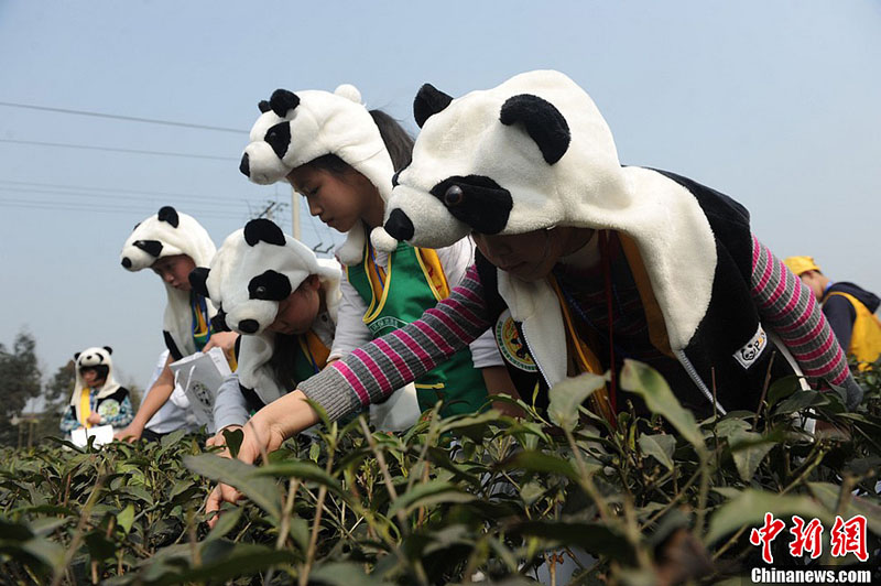 Cueillette du ? thé du panda ?