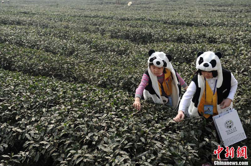 Cueillette du ? thé du panda ? (4)