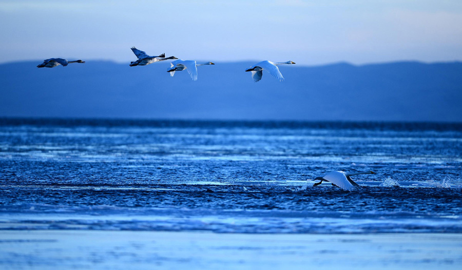 Le 12 décembre 2012, des cygnes volent au-dessus du lac Qinghai, dans la province du Qinhai, au nord-ouest de la Chine, dans la province du Qinghai, le 12 décembre 2012.