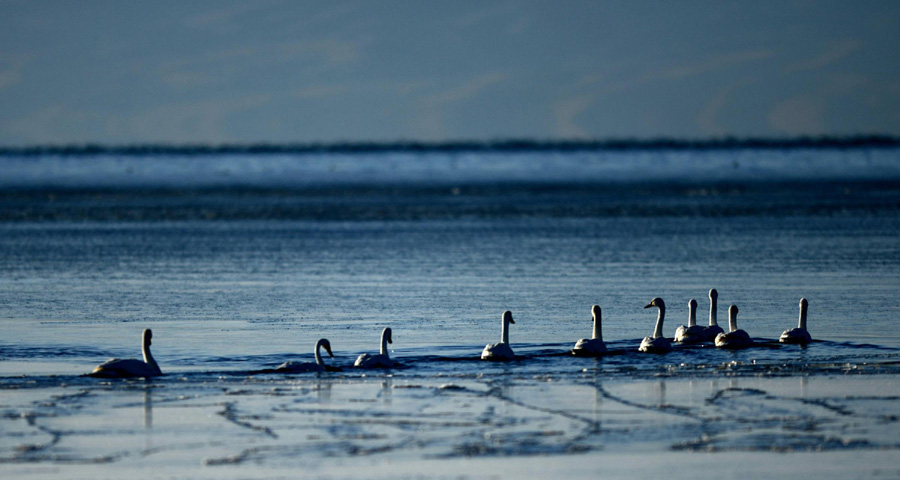 Des cygnes nagent sur le lac Qinghai, au nord-ouest de la Chine, dans la province du Qinghai, le 12 décembre 2012.