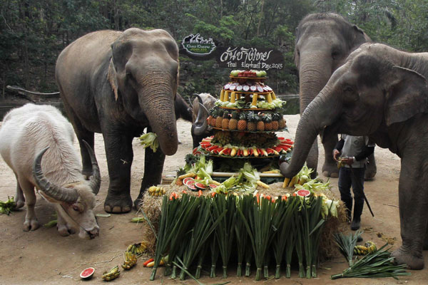 Un buffle se joint aux éléphants pour manger des fruits qui leur sont offerts lors de la Journée Nationale des Eléphants au zoo ouvert de Khao Kheow, dans la Province de Chonburi, à l'est de Bangkok, le 13 mars 2013. [Photo / Agences]