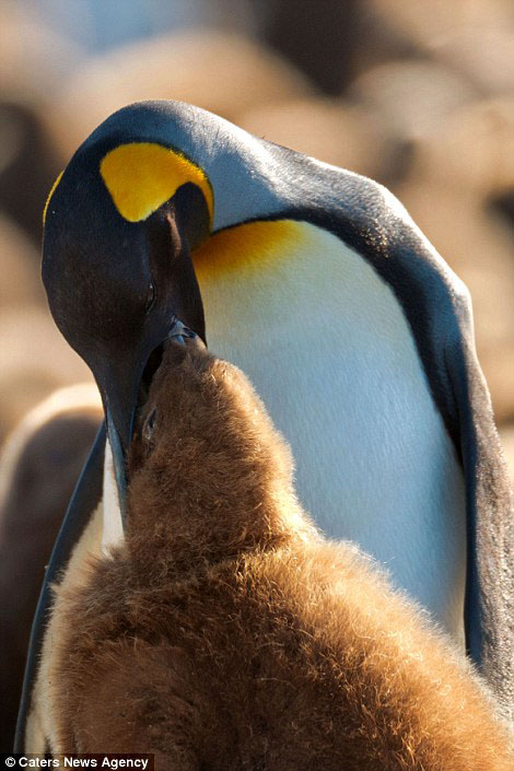 Un manchot adulte nourrit son petit. 