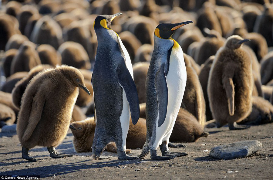 Au retour de mer, un couple de manchots royaux cherchent leurs petits dans cette masse compacte. 