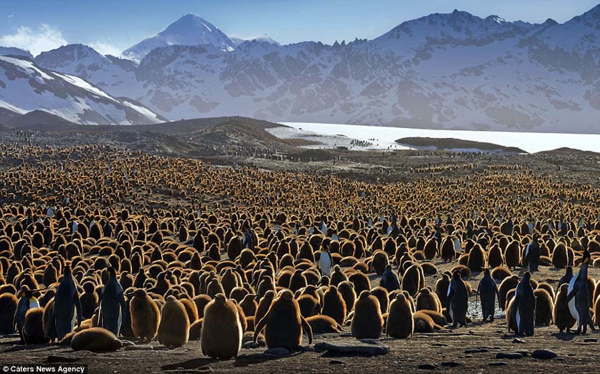 Sous l'objectif du photographe américain Mike Reyfman, des milliers de jeunes manchots royaux s'entassent sur la plaine de l'?le de Georgie du Sud, dans l'océan Atlantique (sud), attendant le retour de leurs parents partis en mer chercher de la nourriture. 