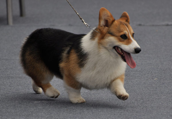 Un chien défile lors d'un concours de beauté canine à Nanning le 17 Mars 2013. [Photo / Asianewsphoto]