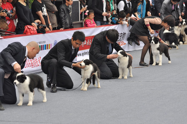 Des chiens font la queue pour être jugés, lors d’un concours de beauté canine à Nanning, le 17 mars 2013. [Photo / Asianewsphoto]