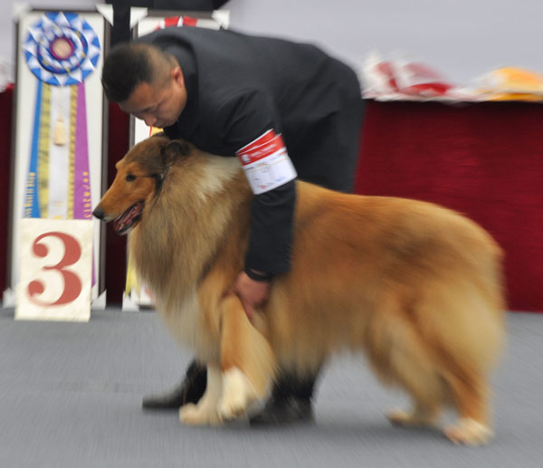 Un chien de berger se prépare à participer à un concours de beauté canine à Nanning, le 17 mars 2013. [Photo / Asianewsphoto]