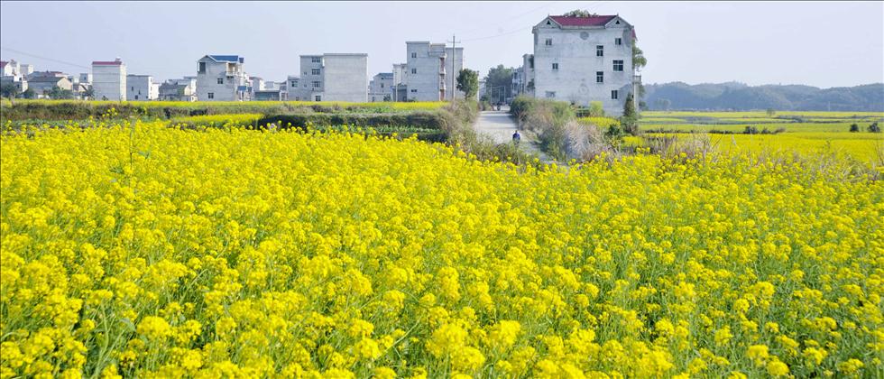 Le champ des colza à Leping, dans la province du Jiangxi.