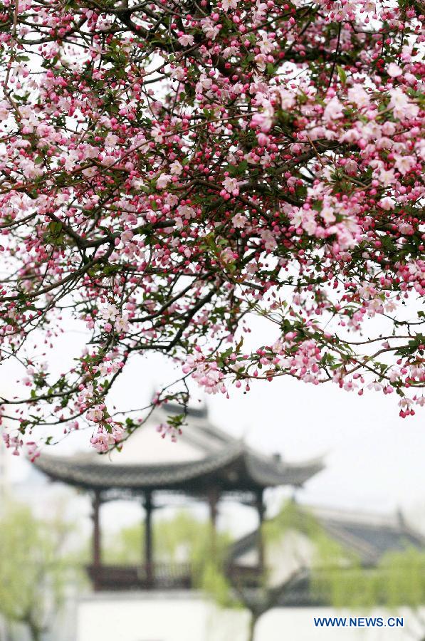 Une photo des fleurs de pommier aisatique prise le 18 mars 2013 au parc du Lac Mochouhu à Nanjing, capitale de la province chinoise du Jiangsu. (Xinhua/Wang Xin)