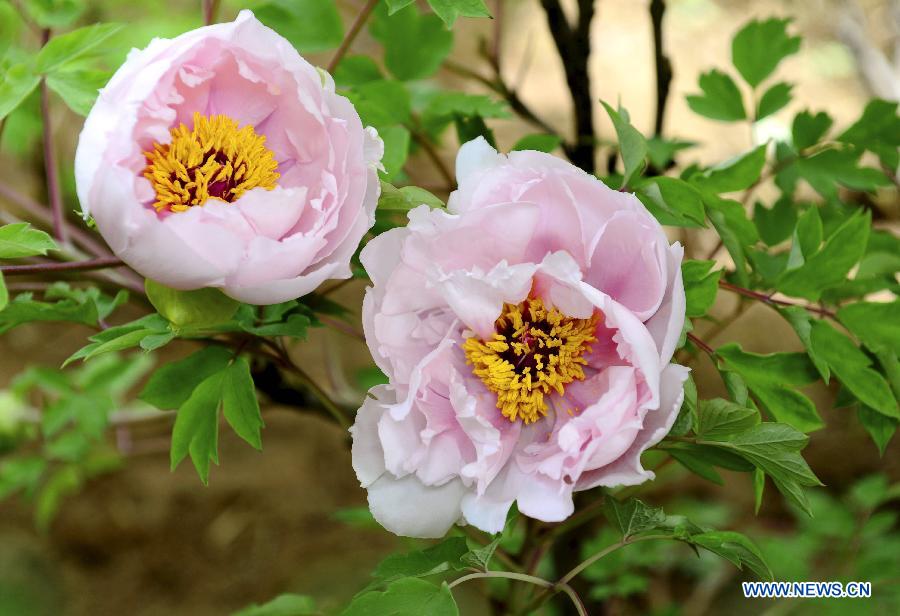 Une photo des fleurs de pivoine prise le 18 mars 2013 à Luoyang dans la province chinoise du Henan. (Xinhua/Zhang Yixi)