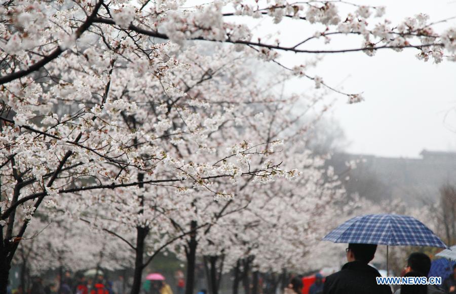 Une photo des feurs de cerisier prise le 17 mars 2013 à Nanjing, capitale de la province chinoise du Jiangsu. (Xinhua/Liu Jianhua)