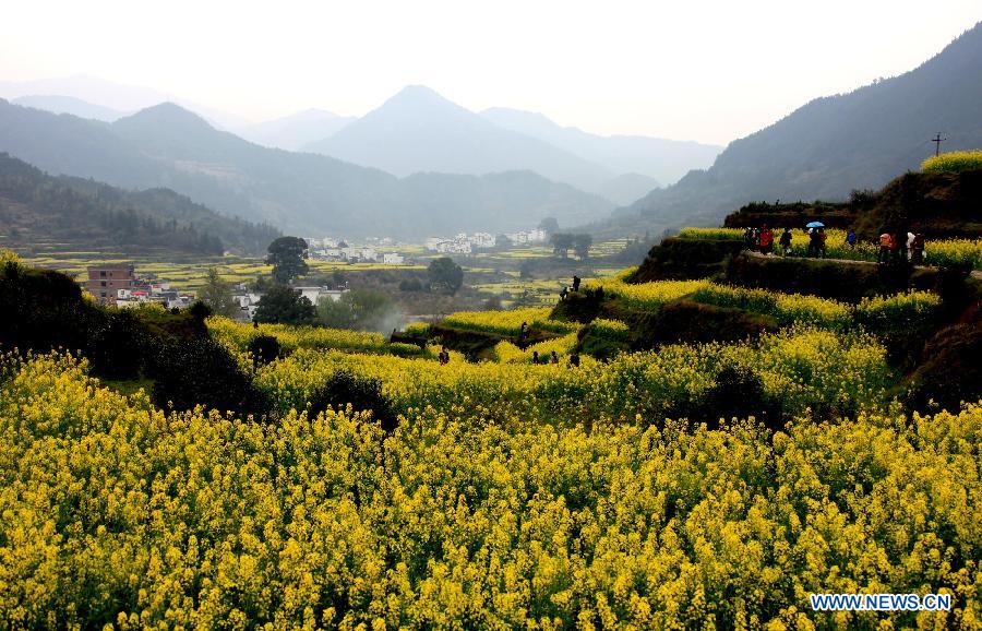 Une photo des fleurs de colza prise le 16 mars 2013 à Wuyuan dans la province chinoise du Jiangxi. (Xinhua/Shi Guangde)