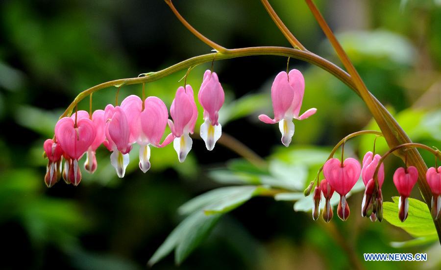 Une photo des fleurs d'orchidée prise le 18 mars 2013 à Luoyang, capitale de la province chinoise du Henan. (Xinhua/Zhang Yixi)