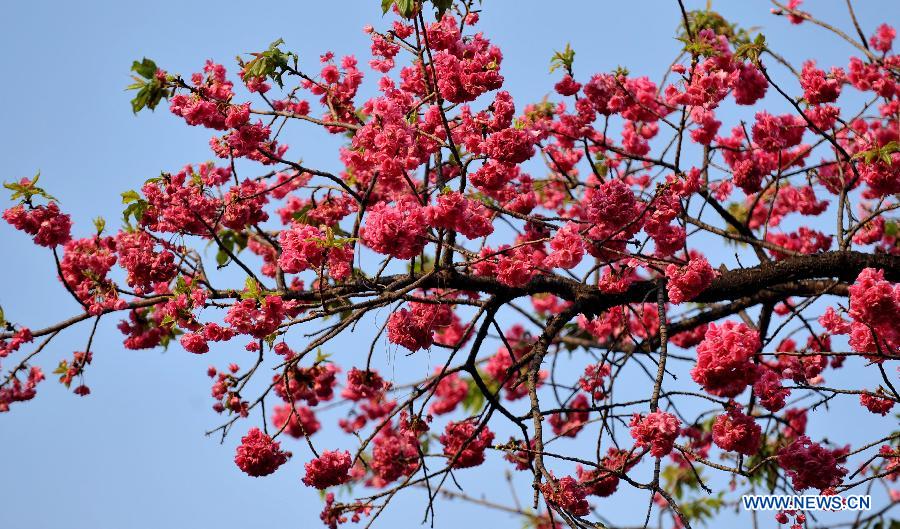 Une photo, prise le 18 mars 2013, montre des sakura qui fleurissent dans un parc à Kunming, capitale de la province du Yunnan. (Photo : Xinhua/Yiguang)