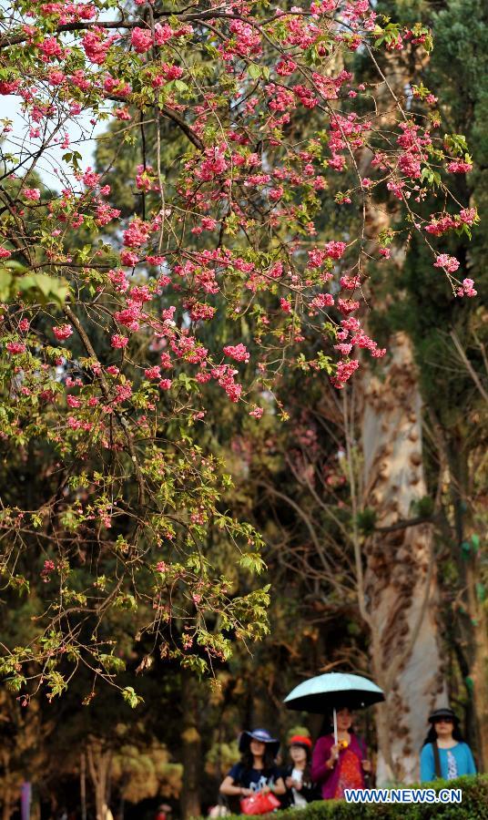 Le 18 mars 2013, des visiteurs profitent des fleurs de sakura dans un parc à Kunming, capitale de la province du Yunnan en Chine. (Photo : Xinhua/Yiguang)