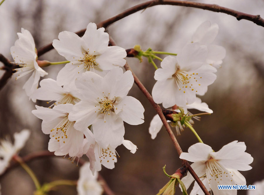 Beijing: début du 25e festival de fleurs de cerisiers au parc Yuyuantan (3)