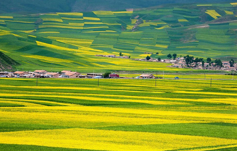 Les sept sites touristiques de fleurs de colza les plus célèbres en Chine (3)