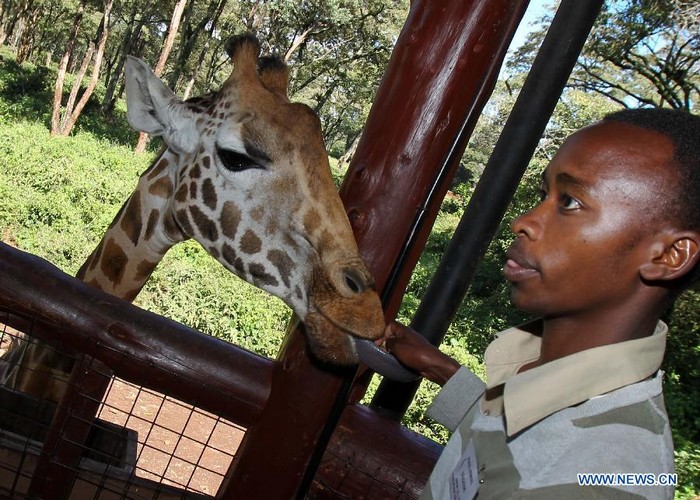 Photos : Centre de la girafe au Kenya (3)