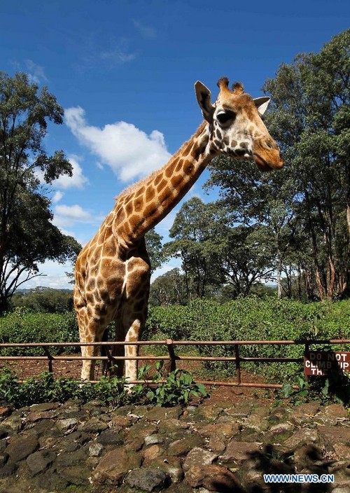 Photos : Centre de la girafe au Kenya (5)