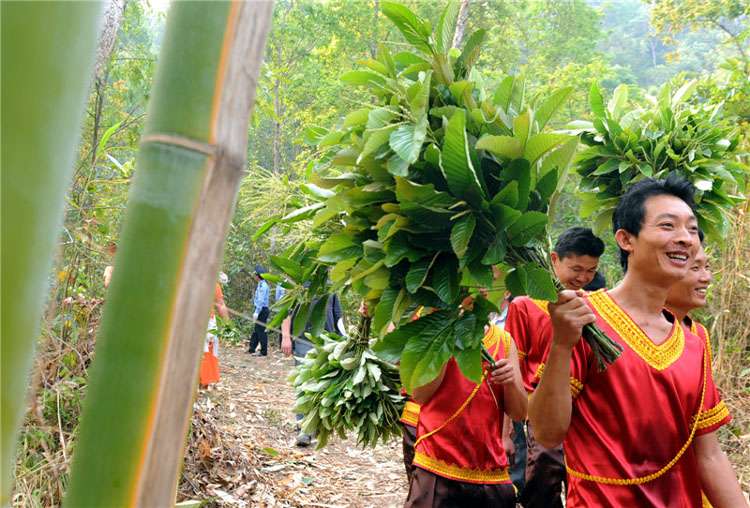 Les hommes cueillent des branches pour les célébrations de la Fête de l'eau dans la préfecture autonome Dai et Jingpo de Dehong, dans le Yunnan, le 11 avril 2013. [Photo / Xinhua]