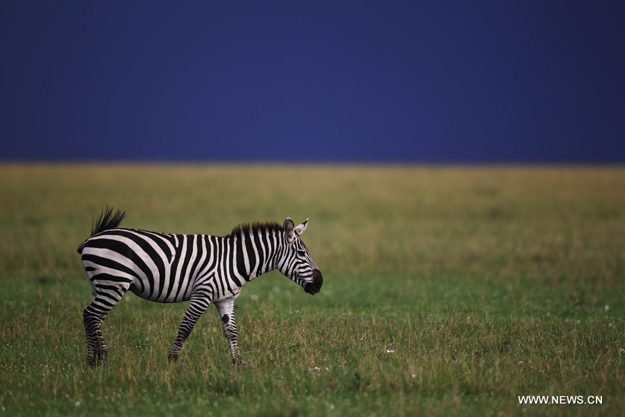 La beauté de la Réserve nationale du Masai Mara au Kenya