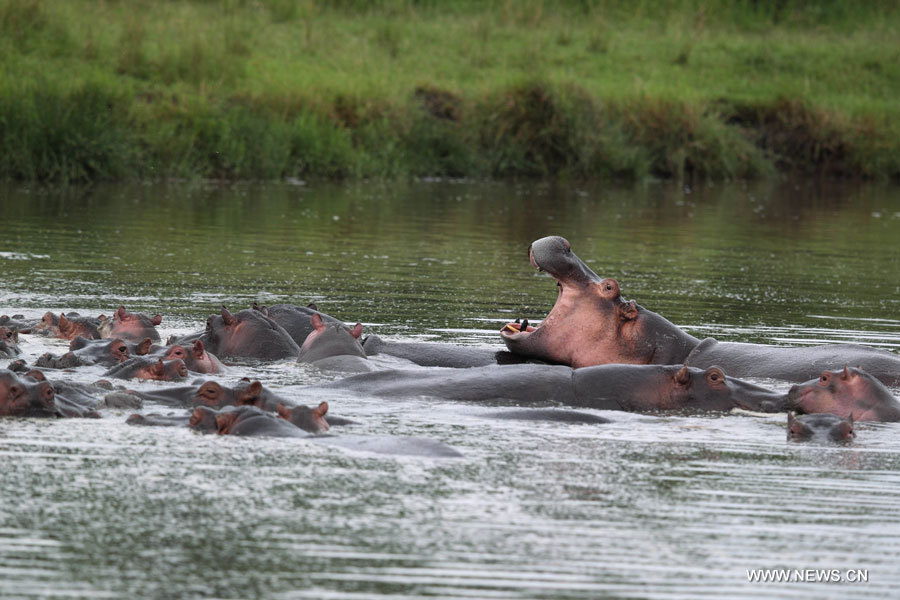 La beauté de la Réserve nationale du Masai Mara au Kenya (6)